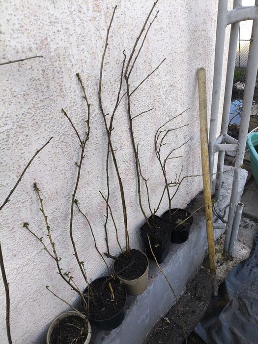 3 сорта смородины черная красная белая