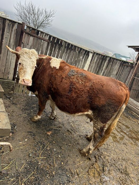 Vand vaca gestanta 9 luni