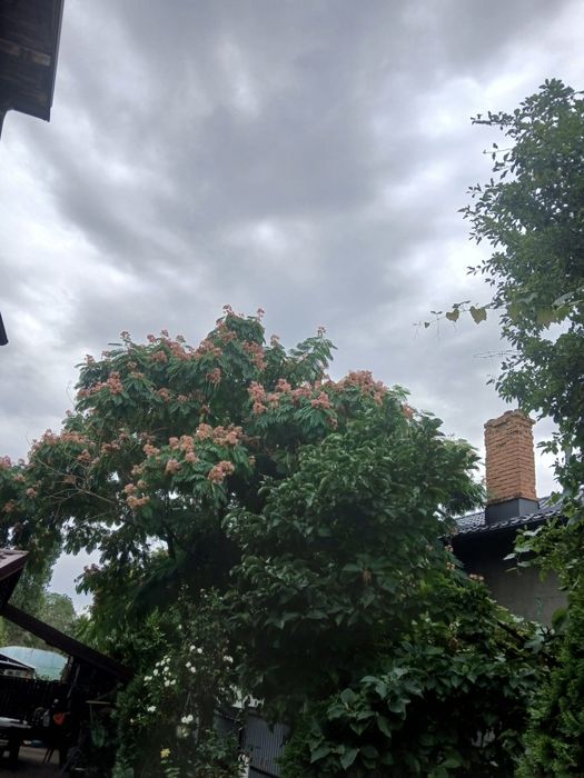 Arbori de mătase