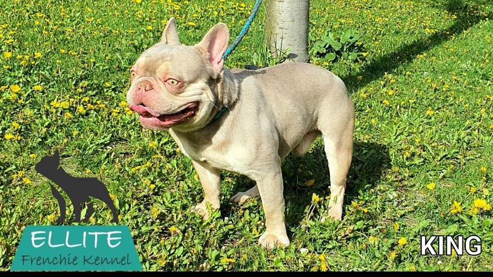 Ellite Kennel - Isabella New Shade Tan