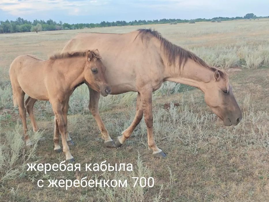 Продам лошадей оптом