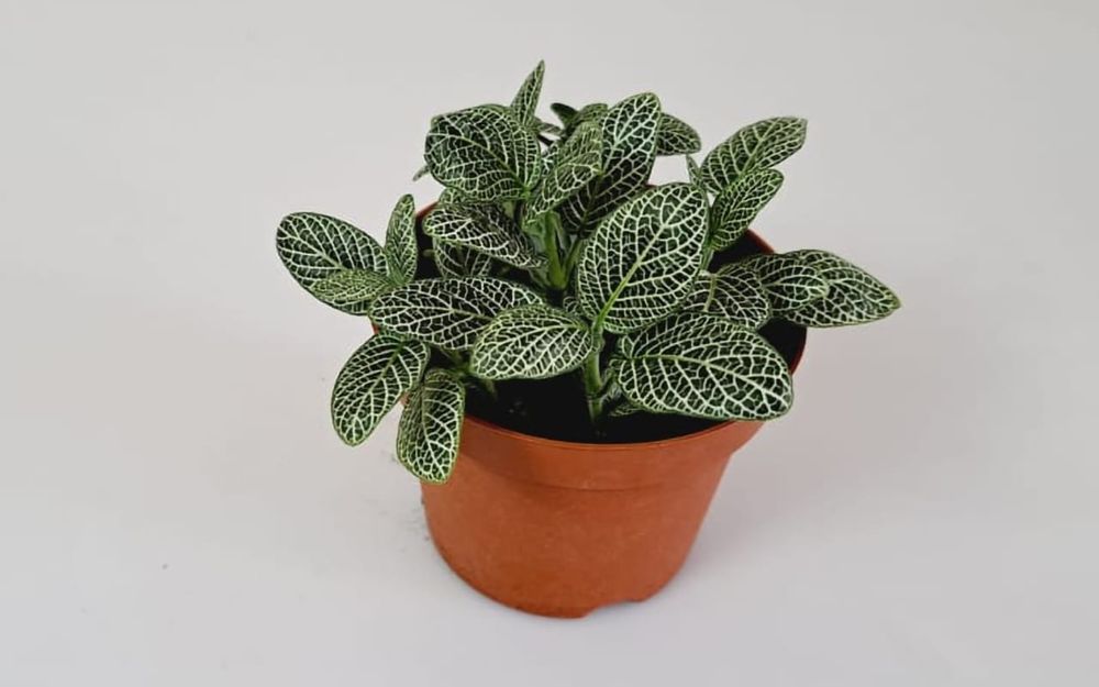 Цветы Цветы Цветы