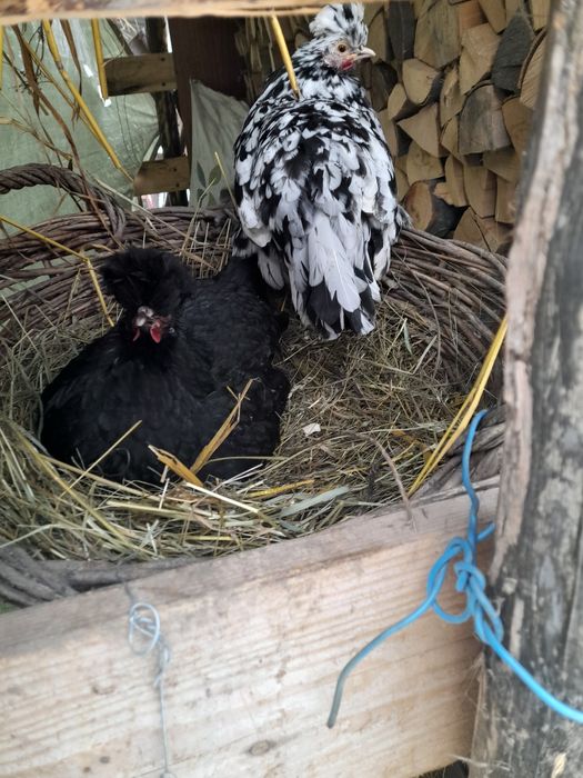 Cocos motat  și puica de anul acesta