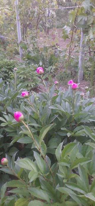 Pion gullar.пион