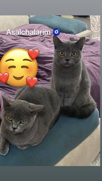 Скотиш страйт эркак вяска