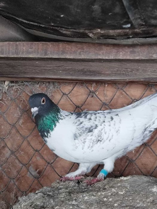 Продам черноголового голубя