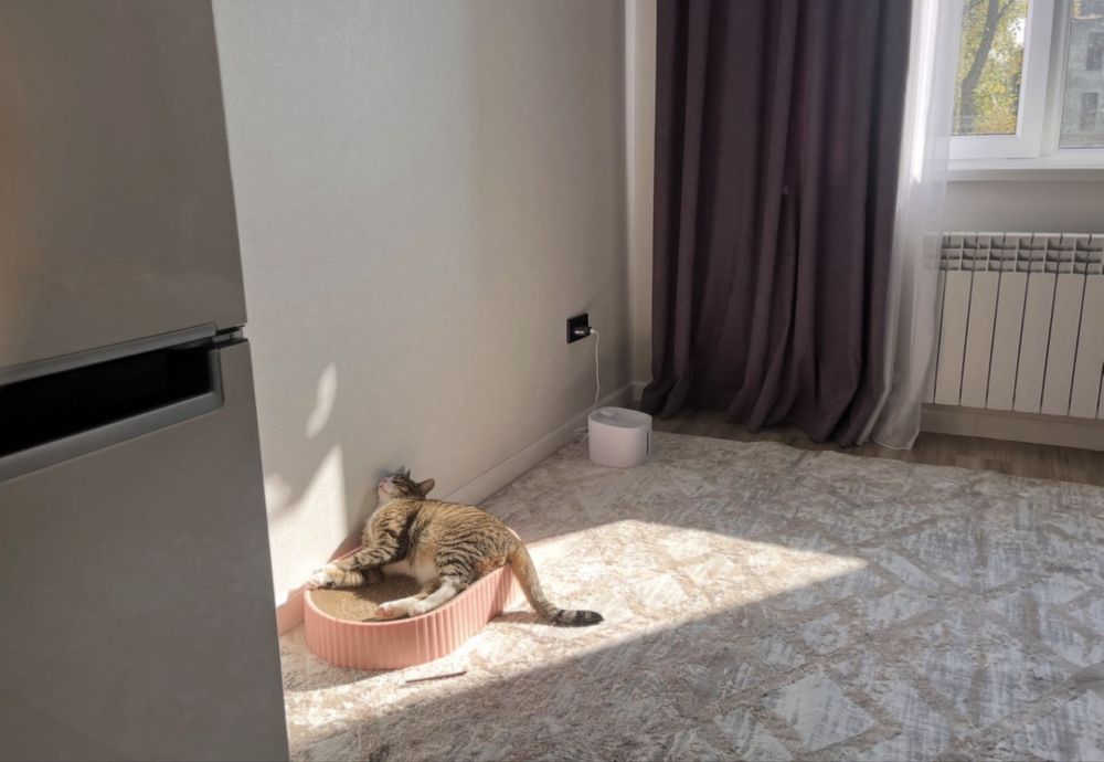 Кот в добрые руки