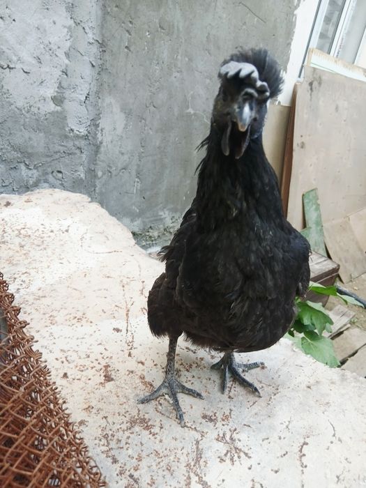 Qora tovuq gowt qora tuxum kok