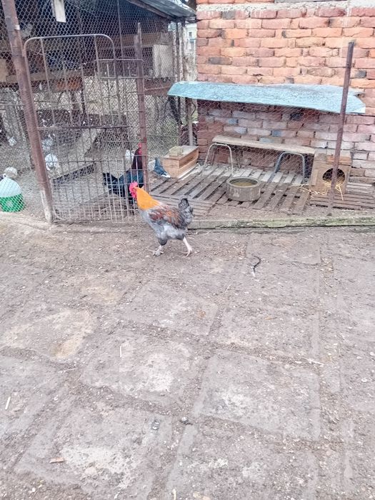 Млади петли маран