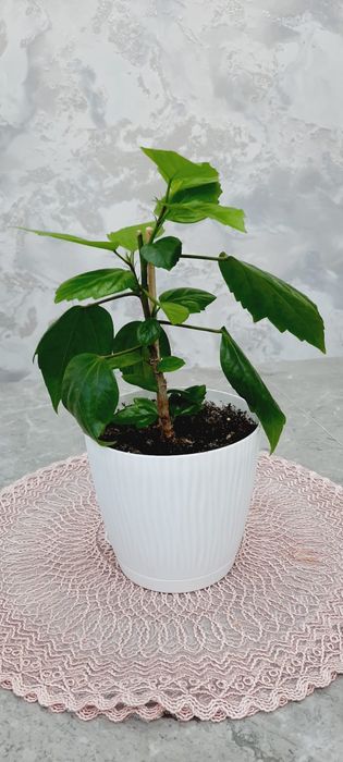 Продам домашнюю розу Гибискус.