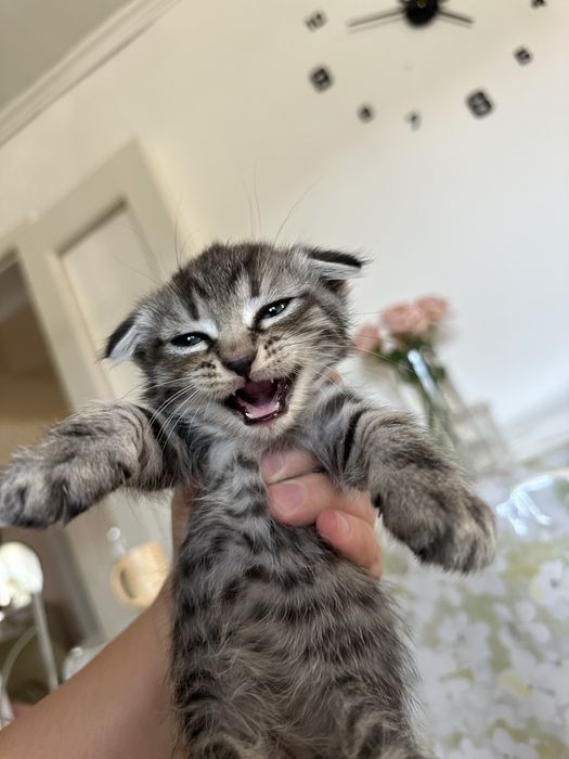 Котята добрым любящим хозяевам