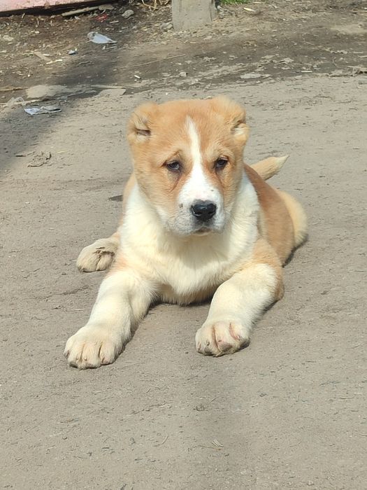 Шикарная девочка САО Алабай