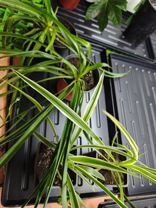 Комнатные  цветы