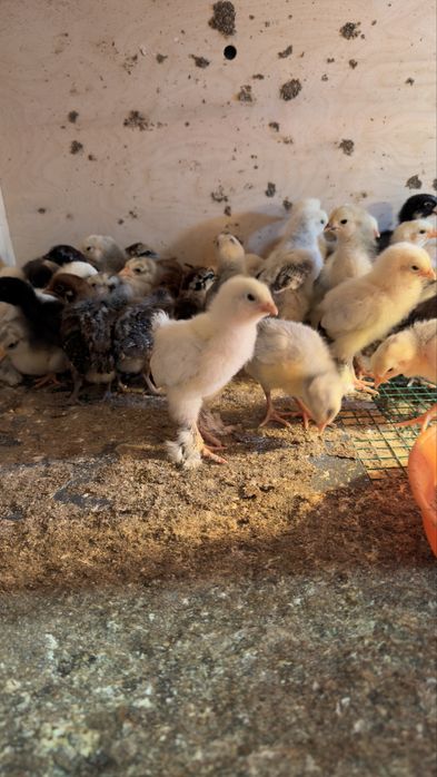 Yirik Brama jo‘jalari sotiladi (toza zot)