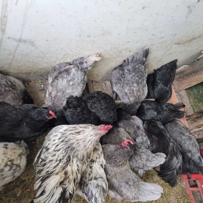 Ouă de găină rasa australorp
