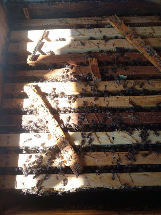 Асал Ари оиласи сотилади 200 та оила  танлаб олсангиз хам булади