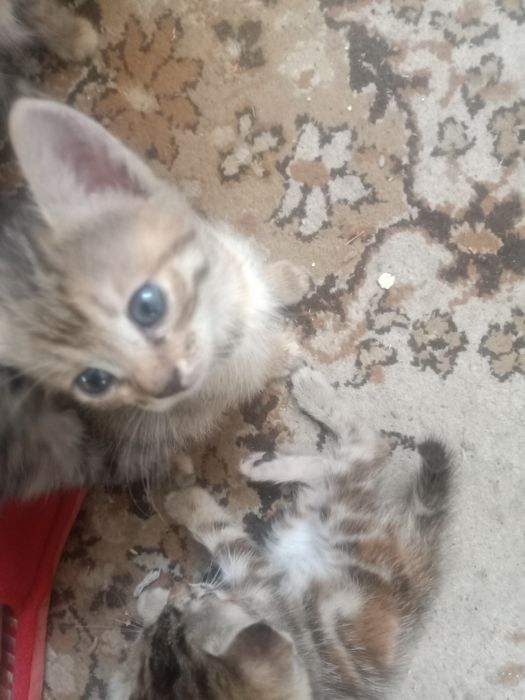 Отдам котят,мама крысыловка