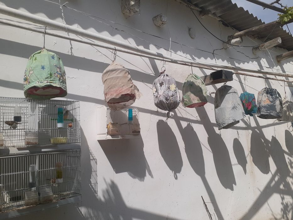 Bedona kanareka sayroqisi