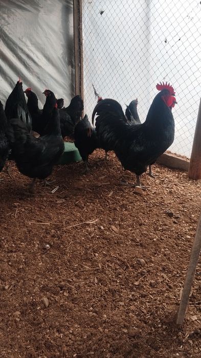 Австралорп черный