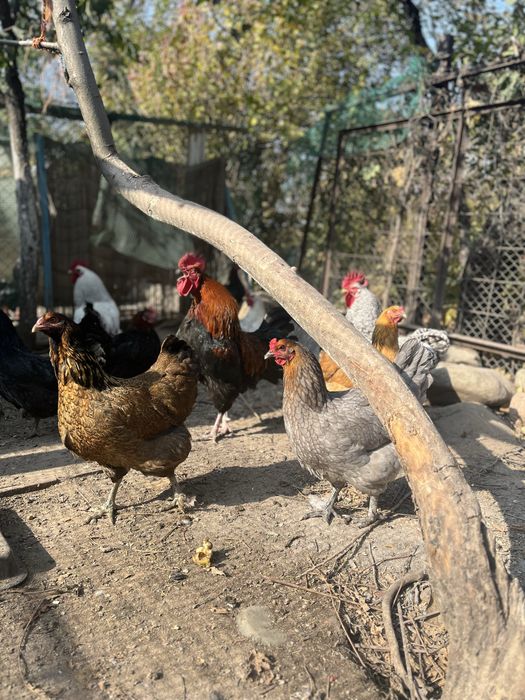 Продам инкубационные яйца