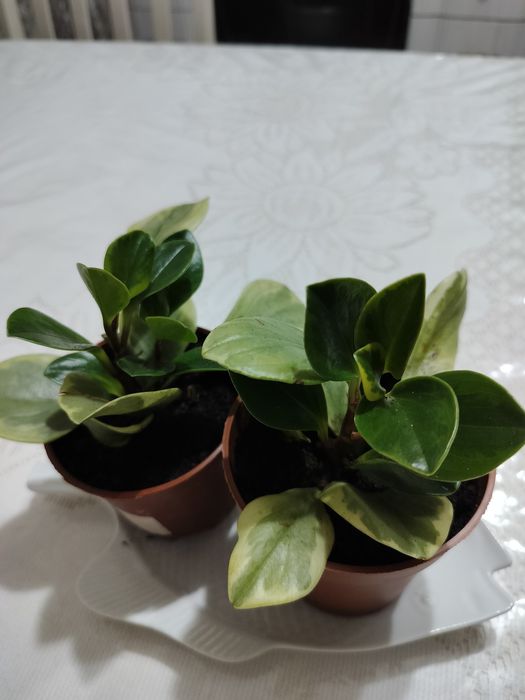 Цветы комнатные в Заречном