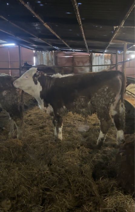 Бычок белоголовый камолый