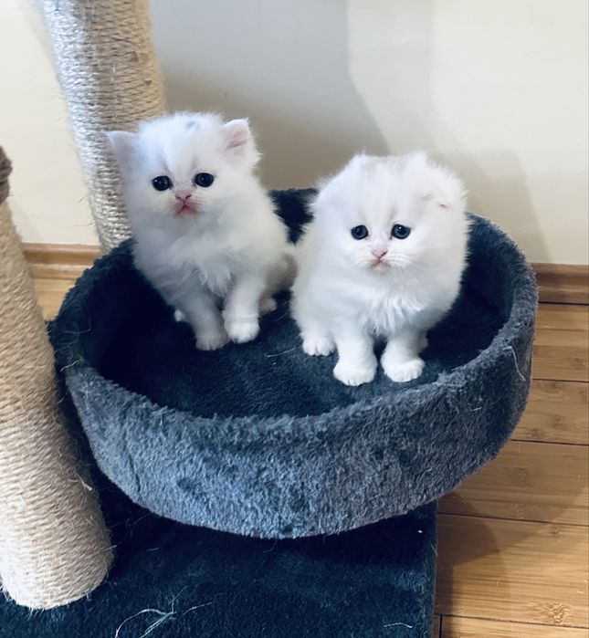 Шотландски котета /Scottish fold/ straight/