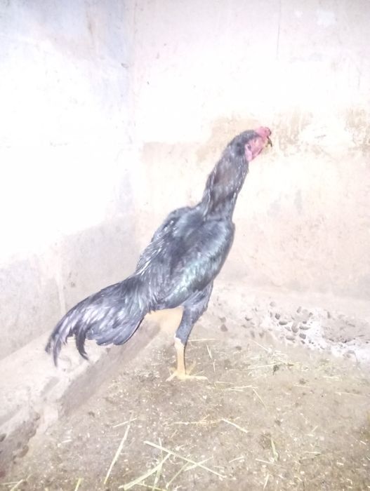 Ассаламу Алейкум! Продам Шамо