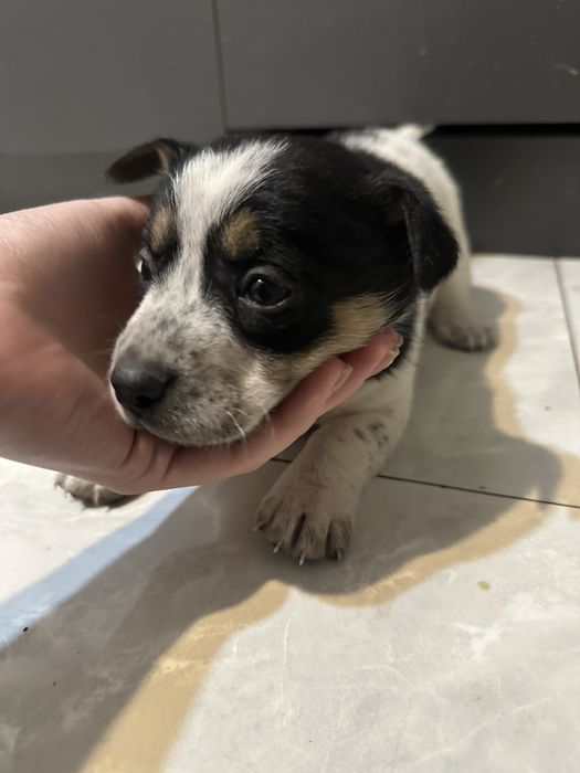 Щенки 3 недели малчики