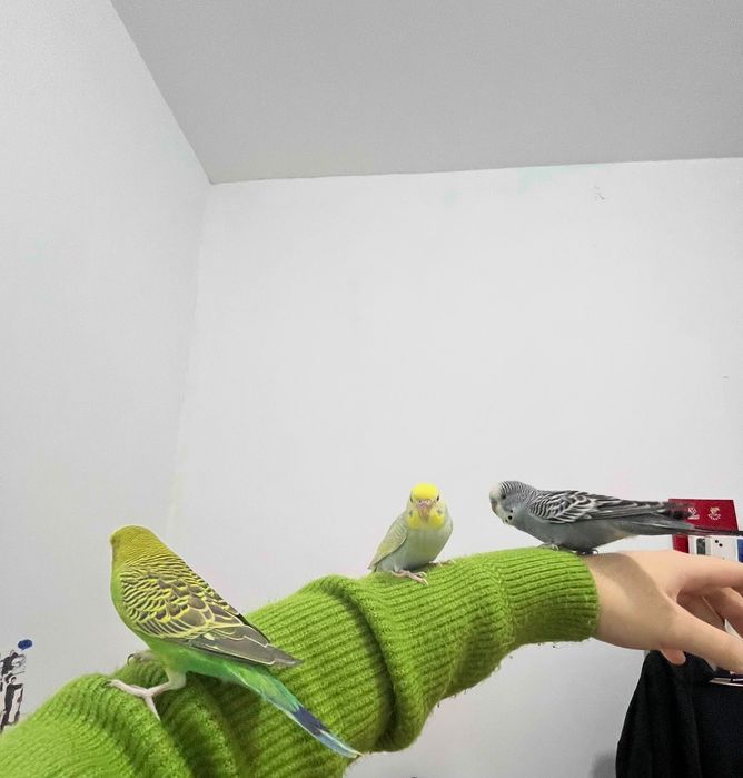 Волнистые попугаи