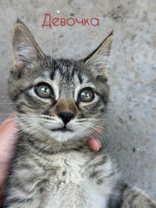 Милые и добрые котята