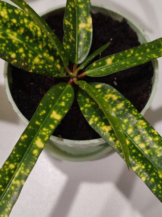 Кротон красивый.