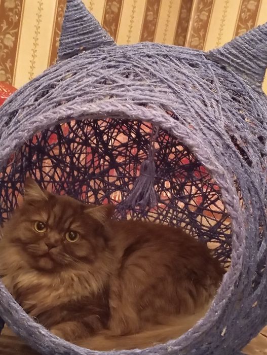 Кокон для котят и кошек