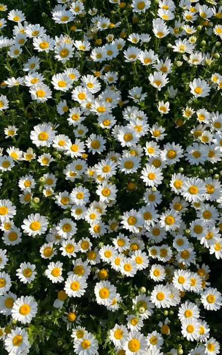 Массаж на выезд Алматы