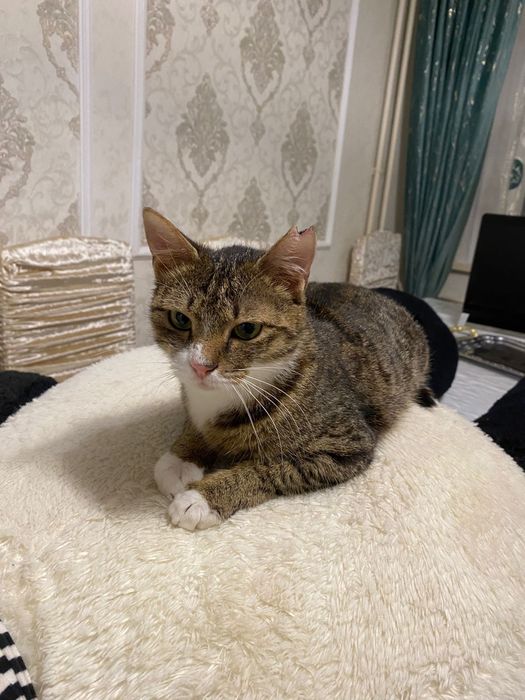 Отдам котёнка и кошелёк в добрые рукм