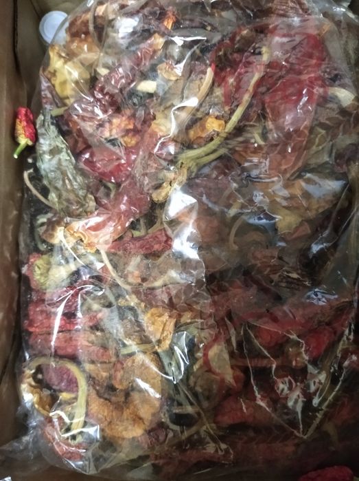 Семена горького перца