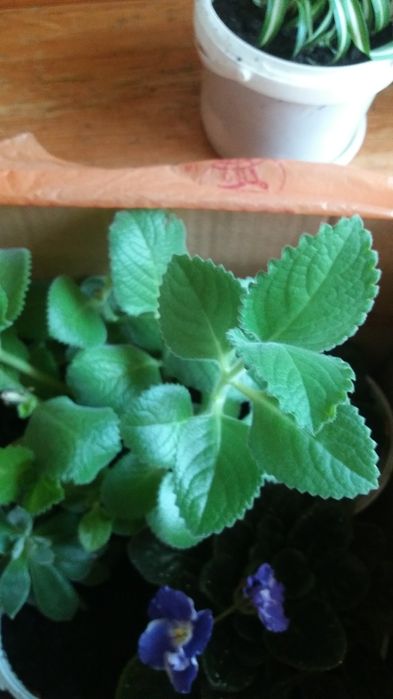 Продам комнатные и садовые цветы