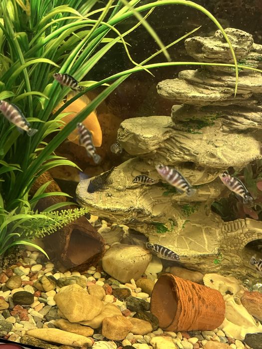 аквариумные рыбки