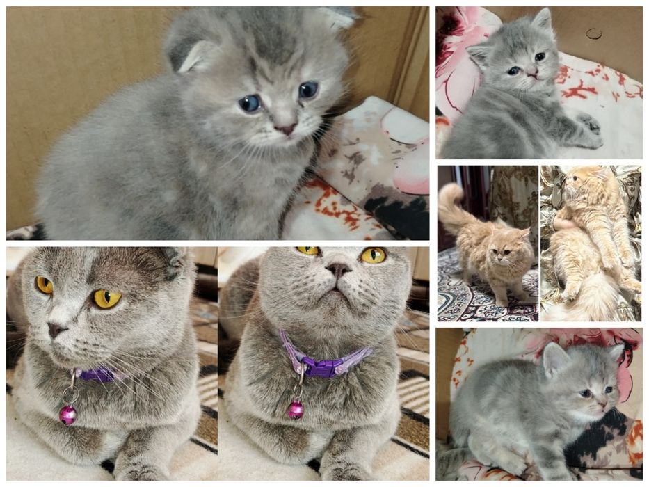 Mushukchalar sotiladi