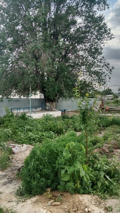 Дача флора ягодная 4 уи сатылады