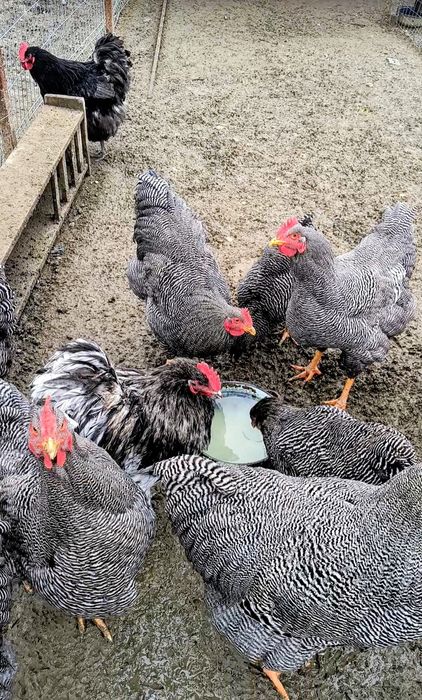 Cocoși Plymouth rock barat