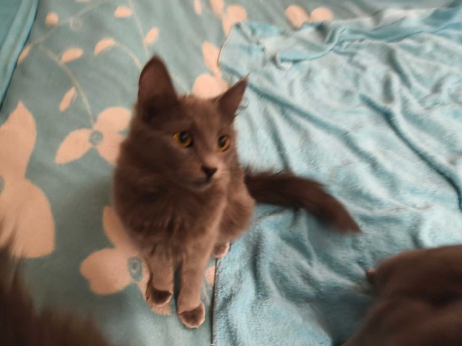 Продавам британски късокосмести долгокосмести котенца