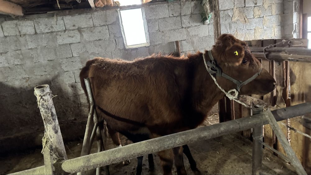 1 ші тума сиырлар сатылады