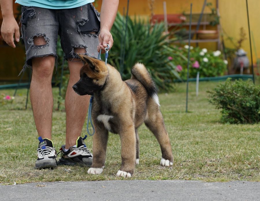 Femela American Akita 5 luni