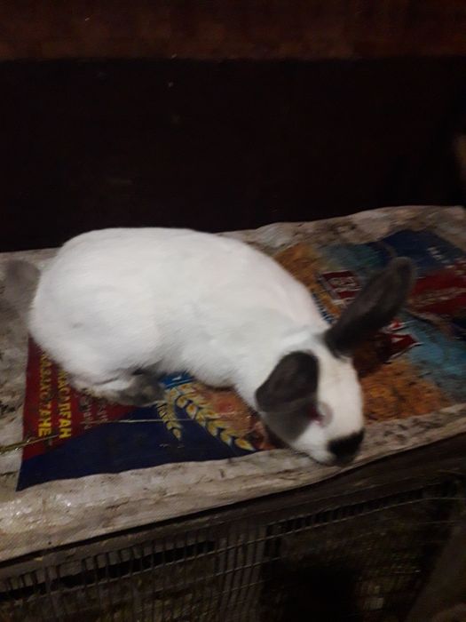 Продам кроликов разных пород