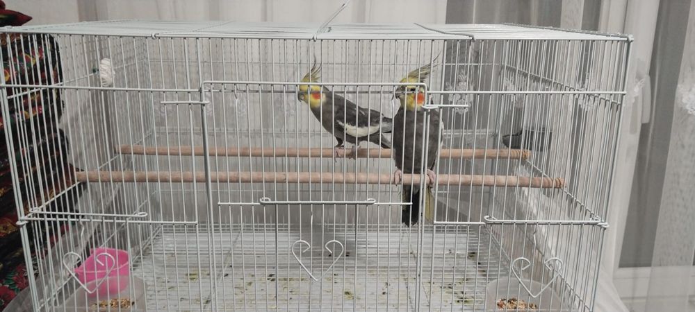 Попугай мальчик девочка