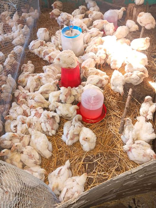 Продавам женски пилета супер харко,мъжки и бройлери