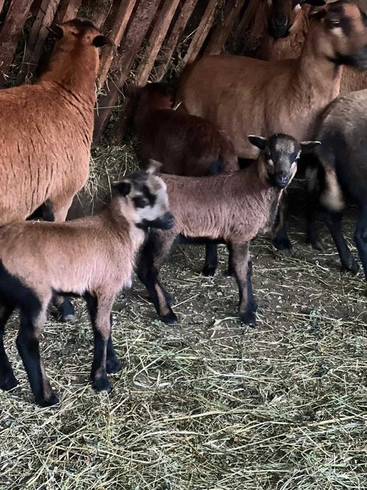 De vanzare Oi camerun