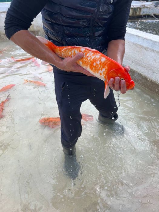 Кои рыба для пруда привазная