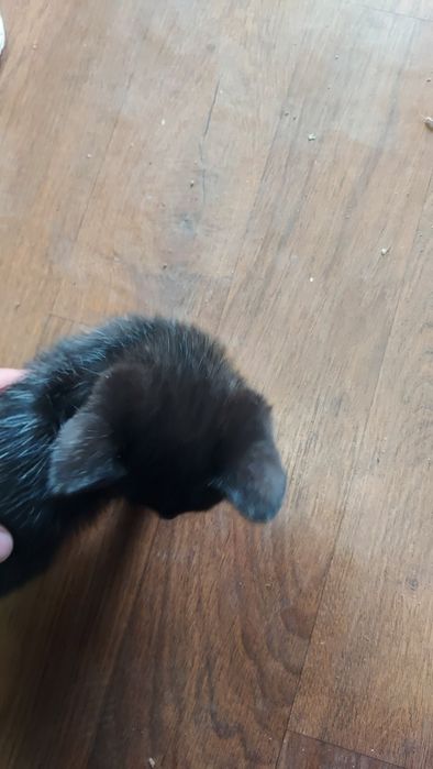 Котята котята мысык